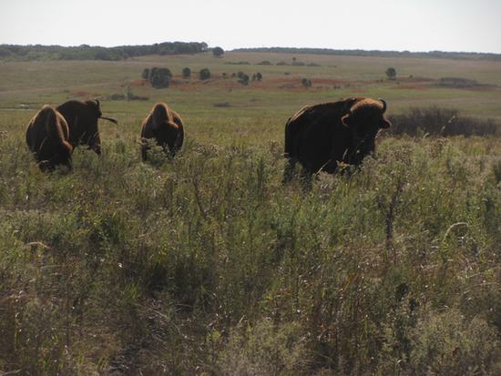 bison roadside550WEB