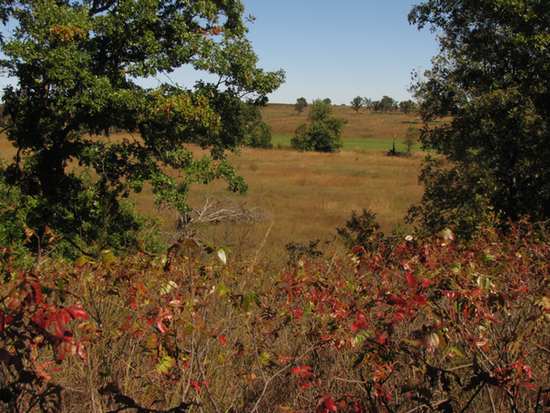 tall bush overview550WEB