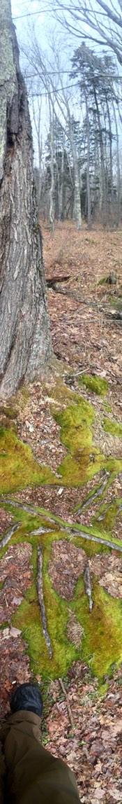 AnashaLaudholmFootWEB175