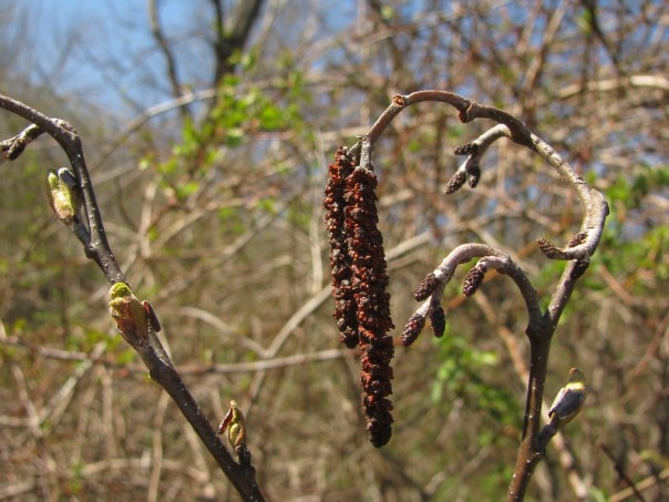 Emmons Preserve Kport Trust