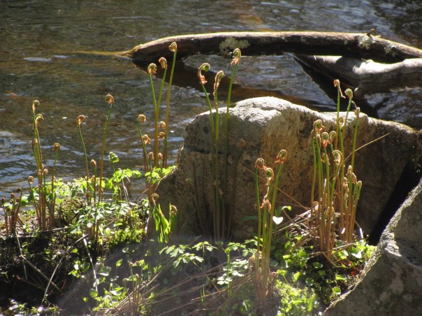 Emmons Preserve Kport Trust