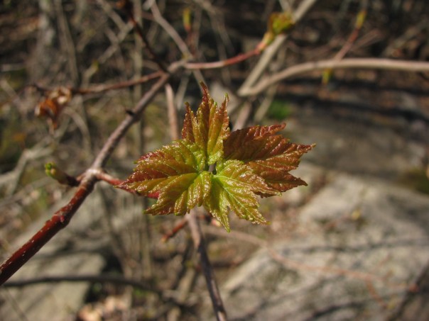 Emmons Preserve Kport Trust