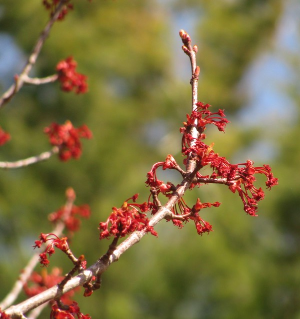 Maple Flowers 600web