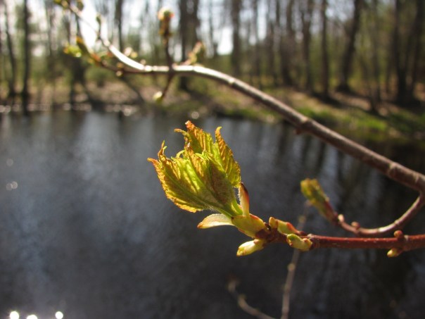 Emmons Preserve Kport Trust