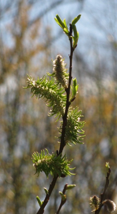 Emmons Preserve Kport Trust