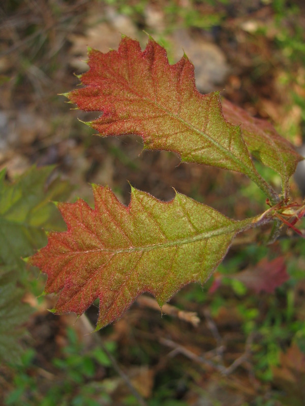 red dusted leaf
