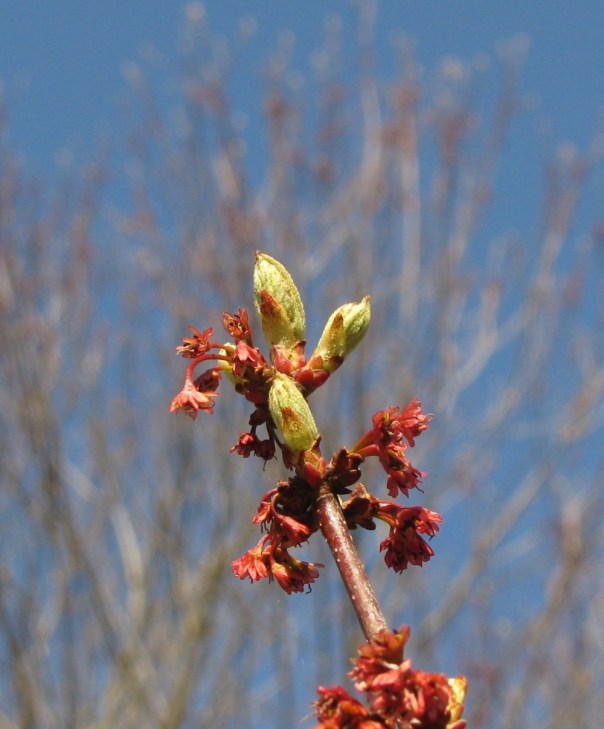 Emmons Preserve Kport Trust