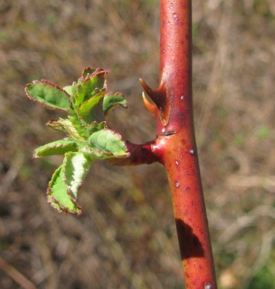Emmons Preserve Kport Trust
