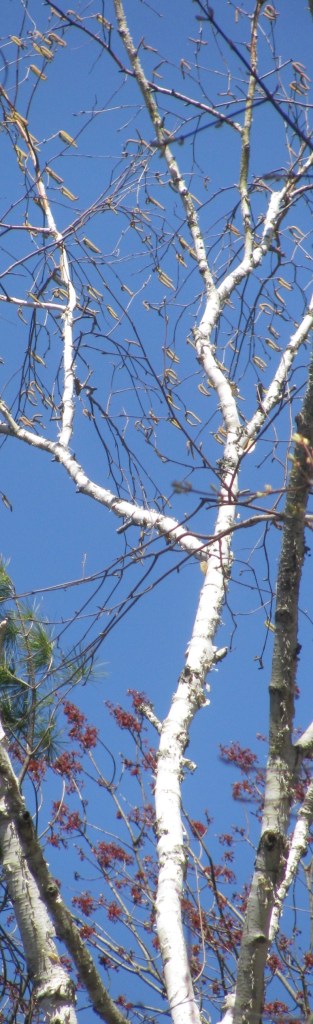 Emmons Preserve Kport Trust